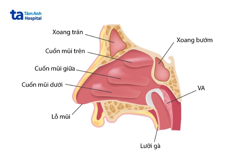 cuốn mũi bị sưng