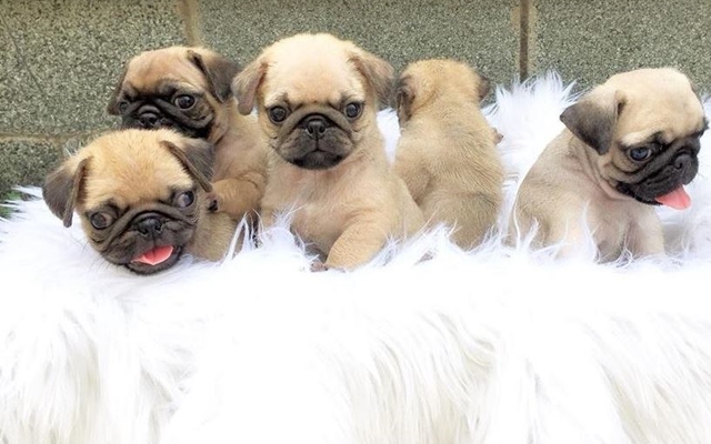 Nuôi dưỡng chó Pug mặt xệ