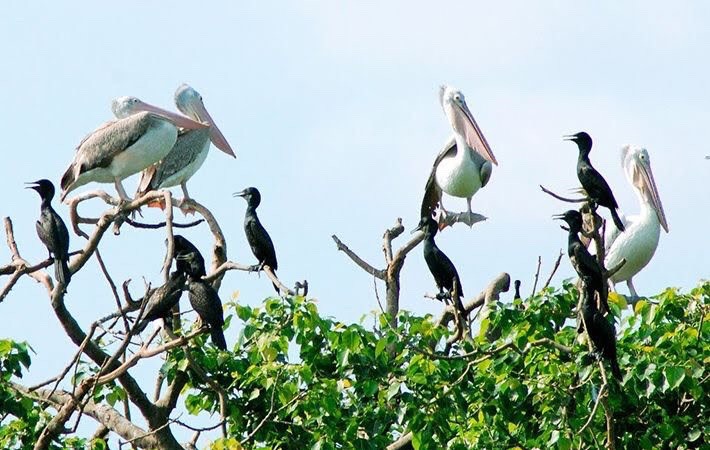 Những ch&uacute; chim non đang tập bay ở vườn chim Bạc Li&ecirc;u