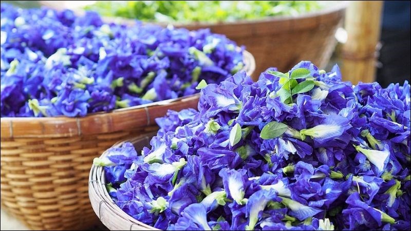 Hoa đậu biếc (Clitoria ternatea) có thành phần chứa nhiều hoạt chất có lợi cho sức khỏe