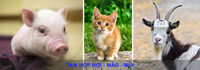 tam hop hoi mao mui