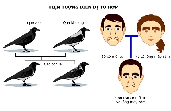 ví dụ về biến dị tổ hợp - học thuyết tiến hóa của Đacuyn