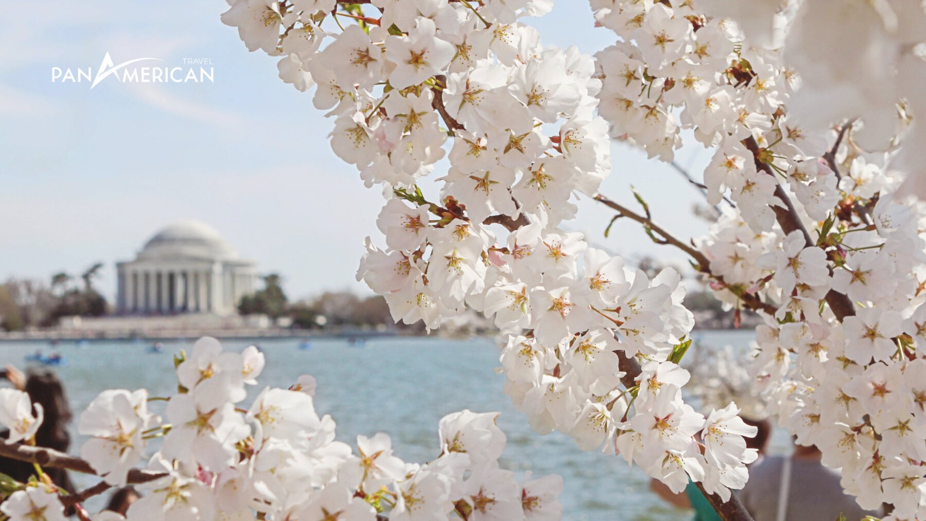 Mùa anh đào tại bờ sông Potomac