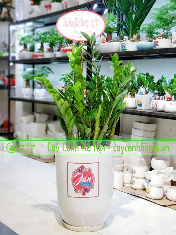 Cây phong thủy cho tuổi mậu thìn