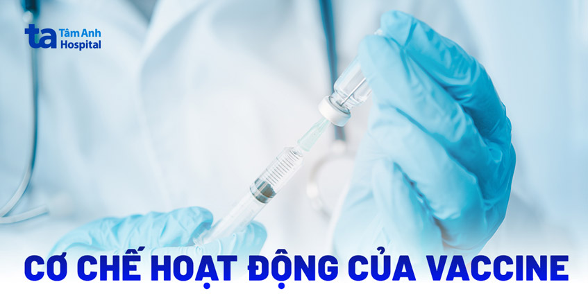 Cơ chế hoạt động của vaccine