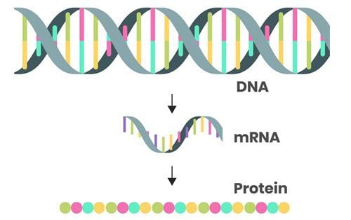 MRNA là gì?